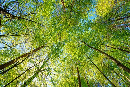 Green hydrogen gaining momentum